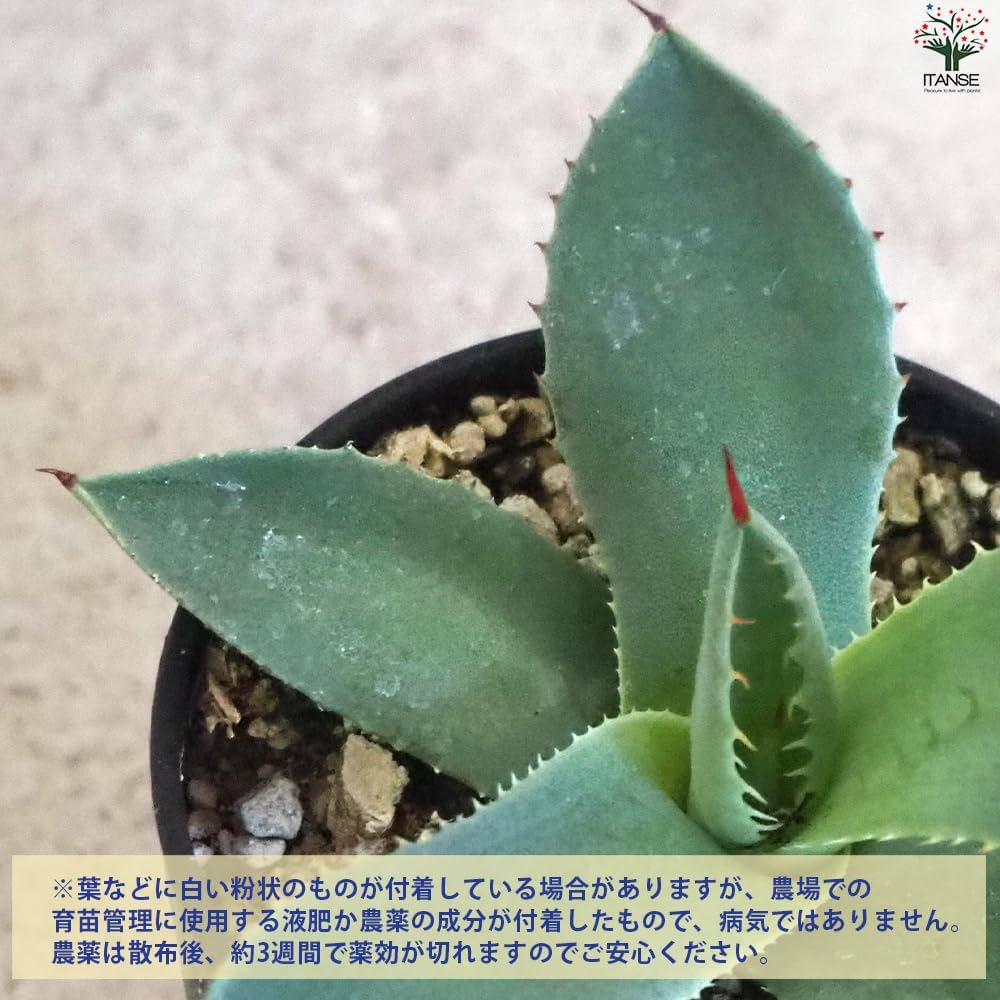 Amazon｜ITANSE アガベ バリートランカータ 2.5号 1個売り